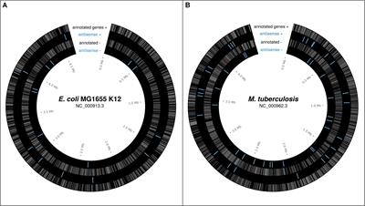 Are Antisense Proteins in Prokaryotes Functional?